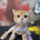 은밀하개위대하개 네이버블로그