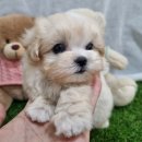 호텔아이 | 심곡동강아지분양, 우리 가족이 될 소중한 반려견, 신중하게 선택하는 방법!