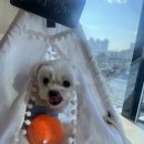 등교하개 이미지