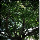 금지면 용전마을 이미지