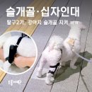 의료법인대암의료재단 | 슬개골탈구 2기 진단 후 선택한 강아지 슬개골 보호대 후기