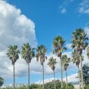 신서귀포 이미지