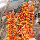 길목민박 이미지