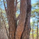 구정(동해방향) 주유소 | 강릉시 성산봉/칠봉산/조치산/강릉 솔 향 수목원