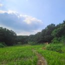 도내1리 마을회관 | 태안군 토지(임야)경매/태안군 태안읍 도내리 산98 / 2023타경56536
