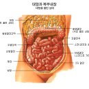 동의보감(권2) 외형편(外形篇), 제14절, 배꼽(臍) 이미지