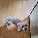 마리오펫 이미지