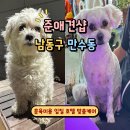 준애견미용샵 | 애견미용실 인천 남동구 만수동 강아지 입질 엉킨털 훈육미용 셀프교육