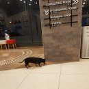 24시 동탄윌 동물의료센터 이미지