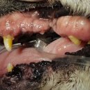 코끼리동물병원 이미지