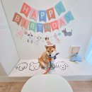 케이킁 | 강아지 생일파티 수제 케이크 후기｜인천 송도 반려견 맞춤 케이크 전문점 ‘케이킁’ 예약부터 수령까지