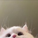홍어회전문