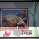 그림동물병원 이미지