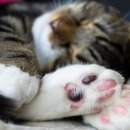 고양이 발바닥 네이버블로그