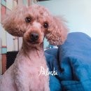 금비동물병원 이미지