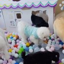 놀러왕왕왕 이미지