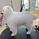 그루밍리본 이미지