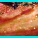 해남읍5일시장 | 해남시내맛집 영심횟집 삼치회 포장 후기｜도톰한 생삼치에 인심까지 푸짐한 회 포장 맛집