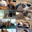 누렁이농장 이미지