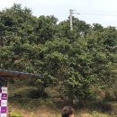 옐림농장 이미지