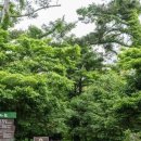 “800년 숲길, 이 풍경 실화?” 14m 비자나무 숲이 만든 여름 명당 이미지