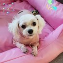 연지 동물병원 이미지