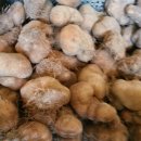 복자농장 이미지