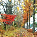 선화로 이미지