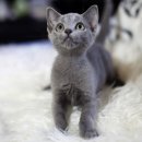 펫스토리 수가 이미지