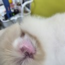 댕곤댕곤 이미지