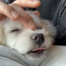 예쁘개 미용 이미지