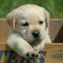 멍멍왈왈 이미지