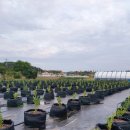 룰루베리팜 이미지