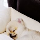 귀여워 강아지 이미지