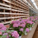 세실리아목장 | 제주 보롬왓 - 계절에 따라 다양한 꽃과 함께 사진찍기 좋은 곳