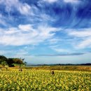 난정리(해바라기정원) 이미지