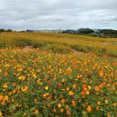 굴렁쇠할인마트 | 좋은 안성 팜랜드::코스모스/핑크뮬리🌷🌾 가을 개화상황(10월)/입장권 할인 꿀팁::서울 근교 가볼만한 곳