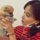 샵펫강아지분양