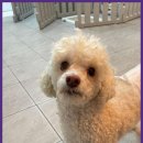 베베호텔 유치원 & 애견스파 이미지