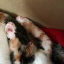 행운냥이 이미지