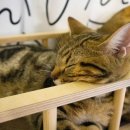 광안1동 수영로 메이동물의료센터 앞 | 고양이 암컷 중성화 수술 / 오가을 환묘복 실패