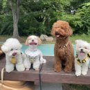 멍줍 강아지 산책 유치원 이미지