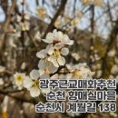 순천향매실마을 | 순천 향매실마을 매화축제 부럽지 않은 광주 근교 매화 밭