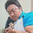 황금산 고양이 이미지