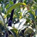 부신농장 이미지