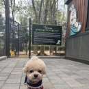 뛰뛰 강아지 놀이터 이미지