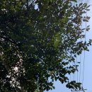 부산혜남학교 | 부산 황령산 사자봉 등산 다녀왔어요(이번주에만 두번)ㅣ부산 등산ㅣ부산황령산ㅣ봄등산ㅣ등산코스추천...