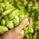 홉스(HOPS) 이미지