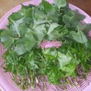 금일농장 이미지