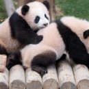 (주)판다 이미지